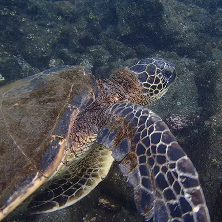 Honu is the Hawaiian word for sea turtle