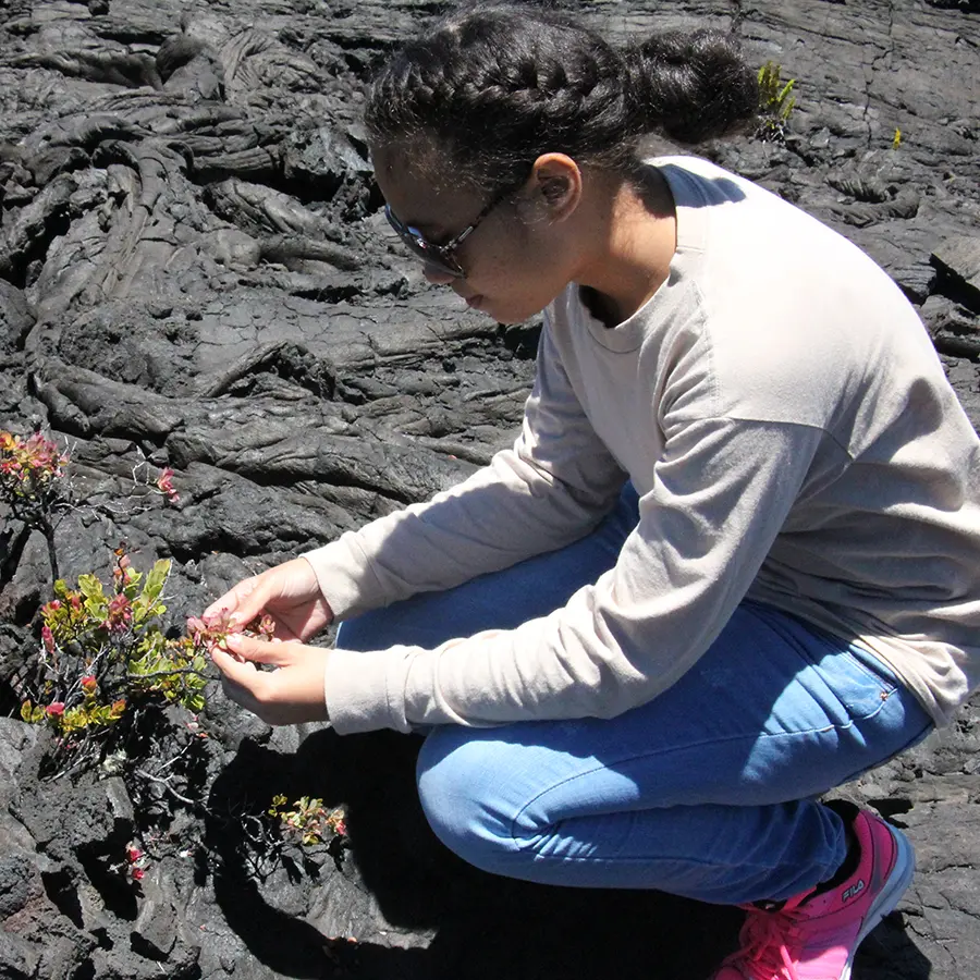 Examining new plant growth on a recent lava flow