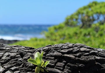 A plant grows out of the lava
