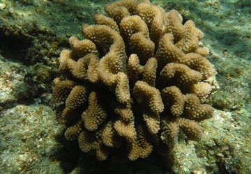 Coral reefs