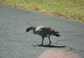 Nene goose