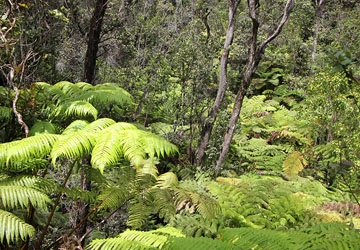 Hawaiʻi Rainforest