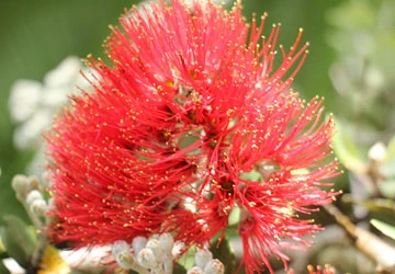 ʻOhiʻa Lehua