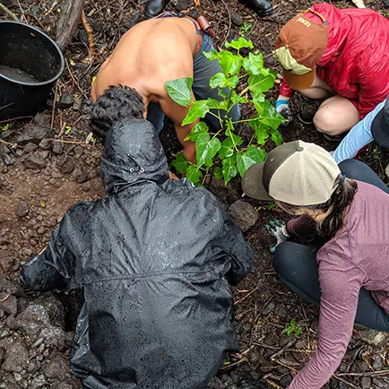 Planting a Native Hawaiian Noni tree